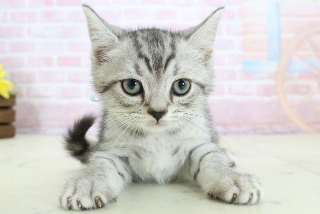 大分県のマンチカン (Coo&RIKU大分店/2025年12月11日生まれ/男の子/シルバータビーホワイト)の子猫の1枚目の画像