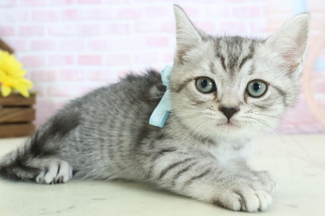大分県のマンチカン (Coo&RIKU大分店/2025年12月11日生まれ/男の子/シルバータビーホワイト)の子猫の2枚目の画像