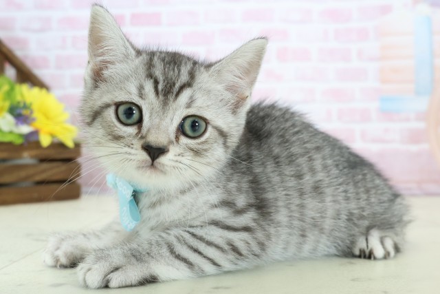 大分県のマンチカン (Coo&RIKU大分店/2025年12月11日生まれ/男の子/シルバータビーホワイト)の子猫の3枚目の画像