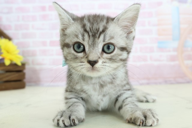 鹿児島県のマンチカン (Coo&RIKU鹿児島店/2025年12月11日生まれ/男の子/シルバータビーホワイト)の子猫