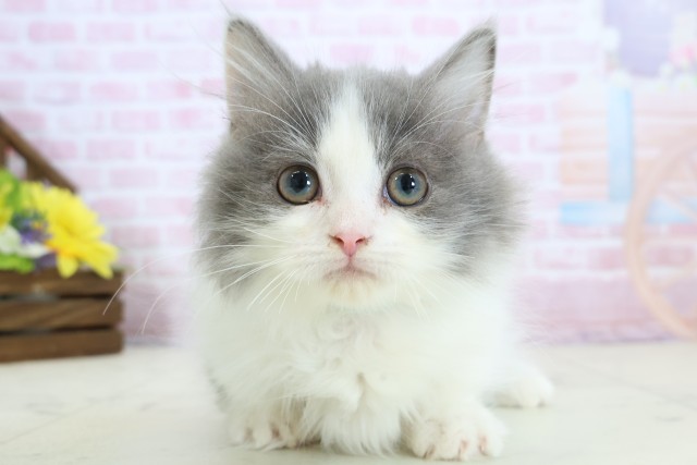 熊本県のマンチカン (Coo&RIKUイオンモール宇城店/2025年11月9日生まれ/男の子/ブルーホワイト)の子猫の1枚目の画像