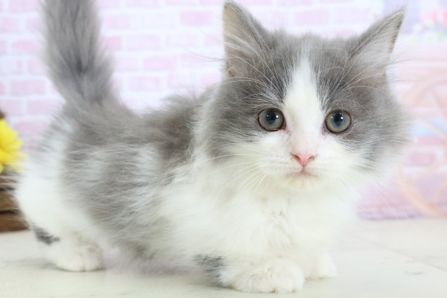 熊本県のマンチカン (Coo&RIKUイオンモール宇城店/2025年11月9日生まれ/男の子/ブルーホワイト)の子猫の2枚目の画像