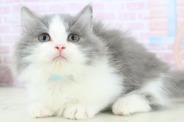 熊本県のマンチカン (Coo&RIKUイオンモール宇城店/2025年11月9日生まれ/男の子/ブルーホワイト)の子猫の3枚目の画像