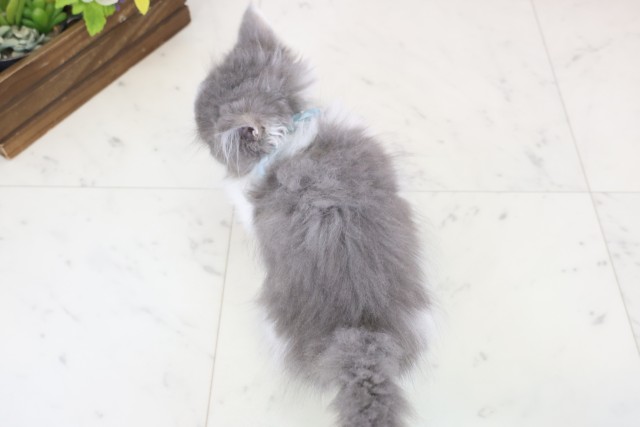 熊本県のマンチカン (Coo&RIKUイオンモール宇城店/2025年11月9日生まれ/男の子/ブルーホワイト)の子猫の4枚目の画像