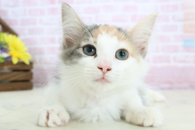 福岡県のノルウェージャンフォレストキャット (Coo&RIKU大牟田店/2025年11月3日生まれ/女の子/ブルーパッチドタビーホワイト)の子猫の1枚目の画像