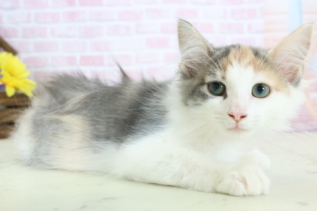 福岡県のノルウェージャンフォレストキャット (Coo&RIKU大牟田店/2025年11月3日生まれ/女の子/ブルーパッチドタビーホワイト)の子猫の2枚目の画像