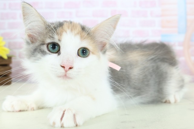 福岡県のノルウェージャンフォレストキャット (Coo&RIKU大牟田店/2025年11月3日生まれ/女の子/ブルーパッチドタビーホワイト)の子猫の3枚目の画像