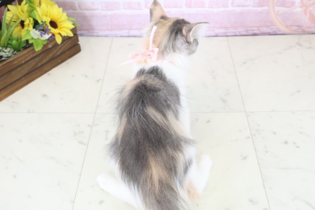 福岡県のノルウェージャンフォレストキャット (Coo&RIKU大牟田店/2025年11月3日生まれ/女の子/ブルーパッチドタビーホワイト)の子猫の4枚目の画像