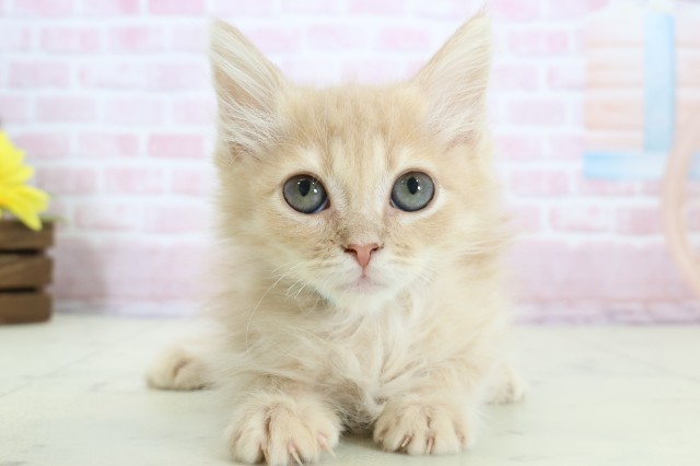 熊本県のサイベリアン (Coo&RIKUカリーノ菊陽店/2025年11月15日生まれ/男の子/クリームタビー)の子猫の1枚目の画像