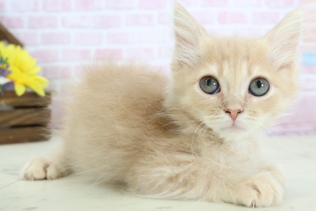 熊本県のサイベリアン (Coo&RIKUカリーノ菊陽店/2025年11月15日生まれ/男の子/クリームタビー)の子猫の2枚目の画像