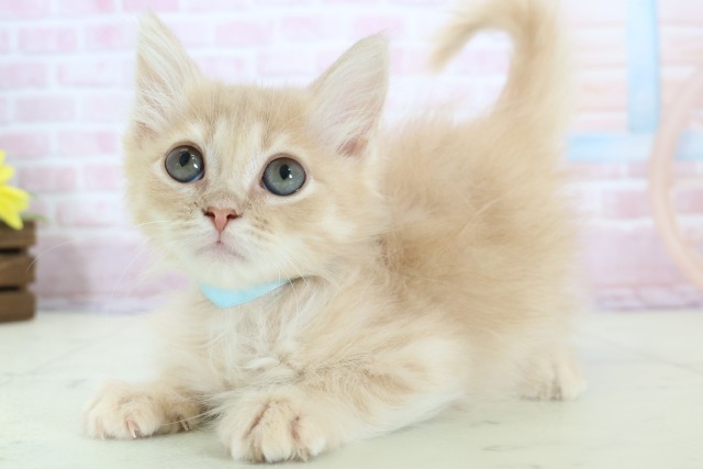 熊本県のサイベリアン (Coo&RIKUカリーノ菊陽店/2025年11月15日生まれ/男の子/クリームタビー)の子猫の3枚目の画像