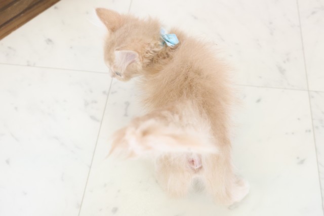 熊本県のサイベリアン (Coo&RIKUカリーノ菊陽店/2025年11月15日生まれ/男の子/クリームタビー)の子猫の4枚目の画像