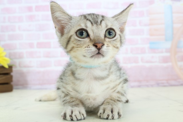 鹿児島県のマンチカン (Coo&RIKU鹿屋店/2025年11月20日生まれ/男の子/シルバースポットタビーホワイト)の子猫の1枚目の画像