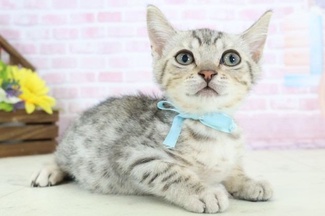 鹿児島県のマンチカン (Coo&RIKU鹿屋店/2025年11月20日生まれ/男の子/シルバースポットタビーホワイト)の子猫の2枚目の画像