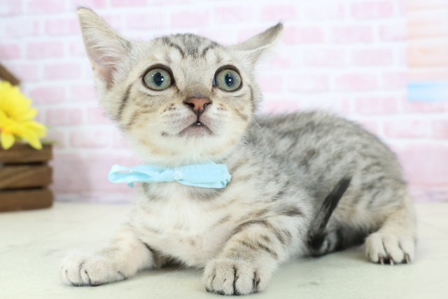 鹿児島県のマンチカン (Coo&RIKU鹿屋店/2025年11月20日生まれ/男の子/シルバースポットタビーホワイト)の子猫の3枚目の画像