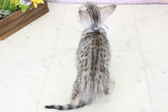 鹿児島県のマンチカン (Coo&RIKU鹿屋店/2025年11月20日生まれ/男の子/シルバースポットタビーホワイト)の子猫の4枚目の画像