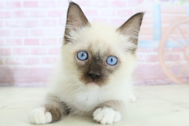 大分県のラグドール (Coo&RIKU大分店/2025年11月21日生まれ/男の子/シールポイント)の子猫の1枚目の画像