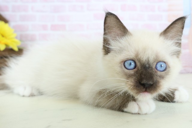 大分県のラグドール (Coo&RIKU大分店/2025年11月21日生まれ/男の子/シールポイント)の子猫の2枚目の画像