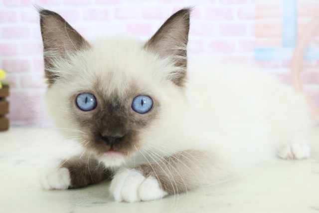 大分県のラグドール (Coo&RIKU大分店/2025年11月21日生まれ/男の子/シールポイント)の子猫の3枚目の画像