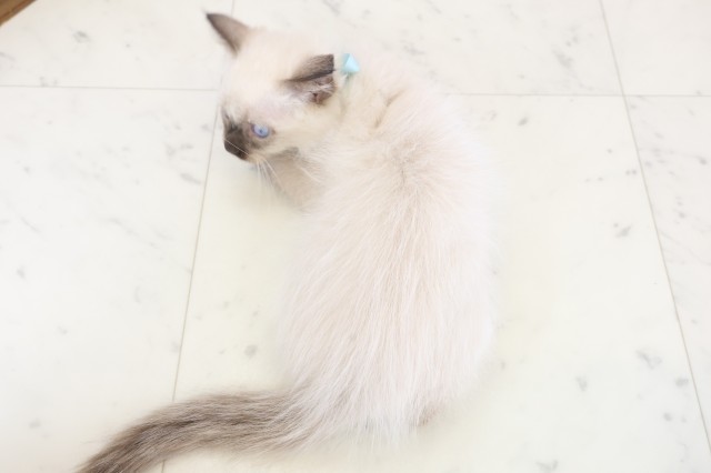 大分県のラグドール (Coo&RIKU大分店/2025年11月21日生まれ/男の子/シールポイント)の子猫の4枚目の画像