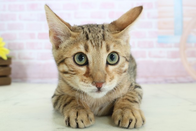 鹿児島県のトイガー (Coo&RIKU霧島店/2025年11月13日生まれ/男の子/ブラウンスポットタビー)の子猫