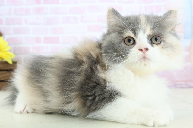 宮崎県のラガマフィン (Coo&RIKU宮崎店/2025年11月12日生まれ/女の子/ブルーパッチドタビーホワイト)の子猫の2枚目の画像