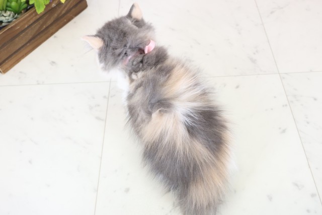 宮崎県のラガマフィン (Coo&RIKU宮崎店/2025年11月12日生まれ/女の子/ブルーパッチドタビーホワイト)の子猫の4枚目の画像