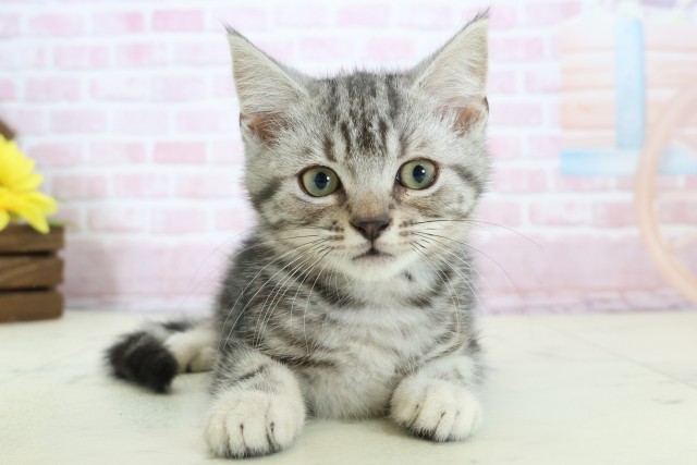 福岡県のアメリカンショートヘアー (Coo&RIKU筑後店/2025年11月13日生まれ/男の子/シルバータビー)の子猫の1枚目の画像