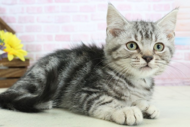 福岡県のアメリカンショートヘアー (Coo&RIKU筑後店/2025年11月13日生まれ/男の子/シルバータビー)の子猫の2枚目の画像