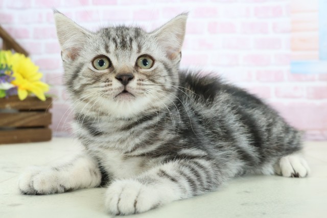 福岡県のアメリカンショートヘアー (Coo&RIKU筑後店/2025年11月13日生まれ/男の子/シルバータビー)の子猫の3枚目の画像