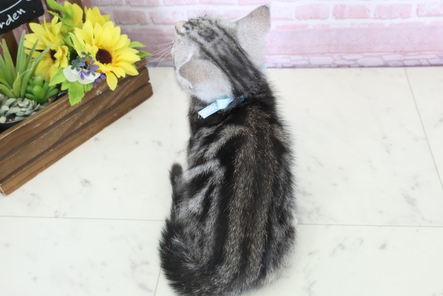 福岡県のアメリカンショートヘアー (Coo&RIKU筑後店/2025年11月13日生まれ/男の子/シルバータビー)の子猫の4枚目の画像