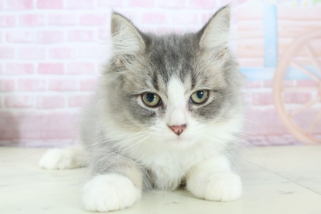 福岡県のセルカークレックス (Coo&RIKU福岡西店/2025年10月21日生まれ/男の子/シルバータビーホワイト)の子猫の1枚目の画像