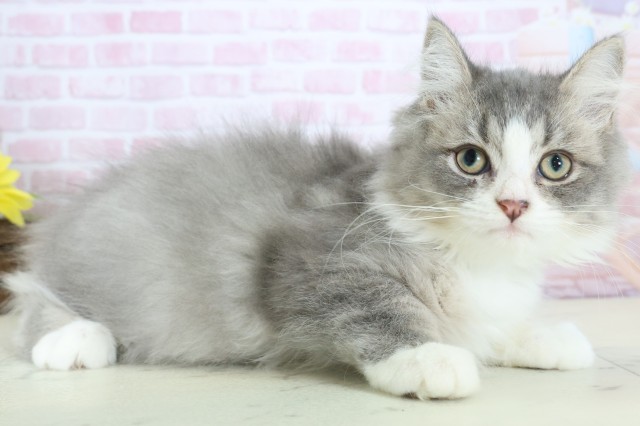 福岡県のセルカークレックス (Coo&RIKU福岡西店/2025年10月21日生まれ/男の子/シルバータビーホワイト)の子猫の2枚目の画像