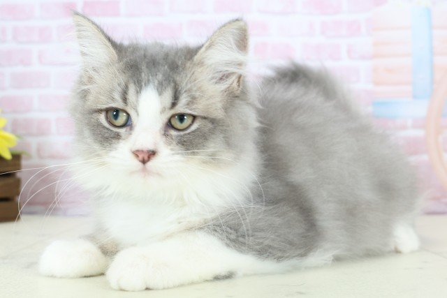 福岡県のセルカークレックス (Coo&RIKU福岡西店/2025年10月21日生まれ/男の子/シルバータビーホワイト)の子猫の3枚目の画像