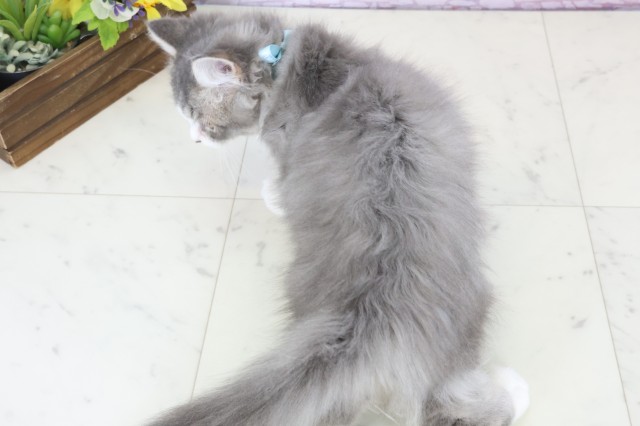 福岡県のセルカークレックス (Coo&RIKU福岡西店/2025年10月21日生まれ/男の子/シルバータビーホワイト)の子猫の4枚目の画像