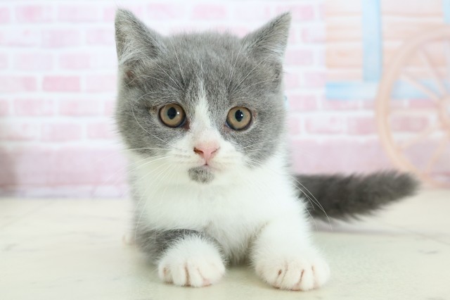 佐賀県のブリティッシュショートヘアー (Coo&RIKU佐賀神埼店/2025年11月27日生まれ/男の子/ブルーホワイト)の子猫