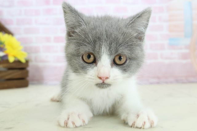長崎県のブリティッシュショートヘアー (Coo&RIKU長崎浜町店/2025年11月27日生まれ/女の子/ブルーホワイト)の子猫の1枚目の画像