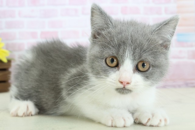 長崎県のブリティッシュショートヘアー (Coo&RIKU長崎浜町店/2025年11月27日生まれ/女の子/ブルーホワイト)の子猫の2枚目の画像