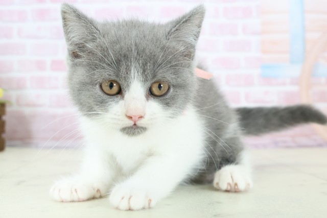 長崎県のブリティッシュショートヘアー (Coo&RIKU長崎浜町店/2025年11月27日生まれ/女の子/ブルーホワイト)の子猫の3枚目の画像