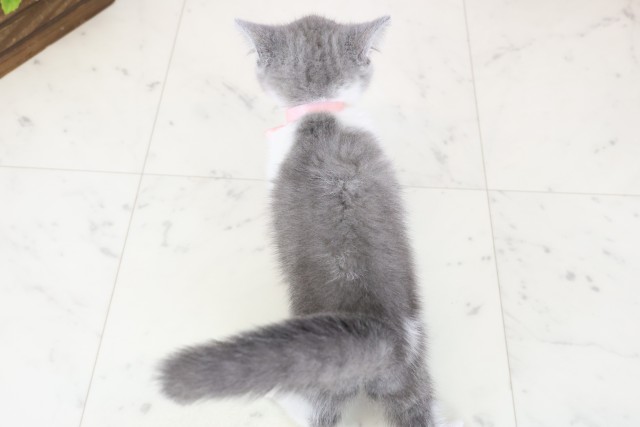 長崎県のブリティッシュショートヘアー (Coo&RIKU長崎浜町店/2025年11月27日生まれ/女の子/ブルーホワイト)の子猫の4枚目の画像