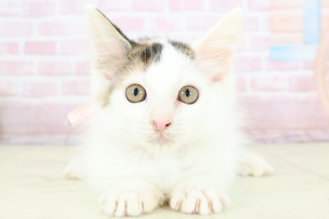 福岡県のメインクーン (Coo&RIKU行橋店/2025年11月22日生まれ/女の子/キャリコ)の子猫の1枚目の画像