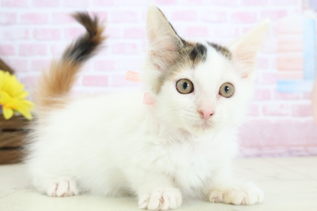 福岡県のメインクーン (Coo&RIKU行橋店/2025年11月22日生まれ/女の子/キャリコ)の子猫の2枚目の画像