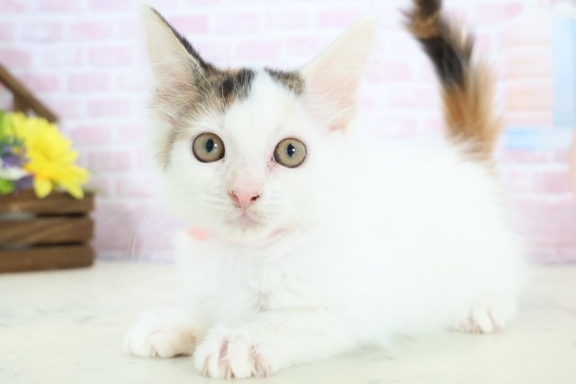 福岡県のメインクーン (Coo&RIKU行橋店/2025年11月22日生まれ/女の子/キャリコ)の子猫の3枚目の画像