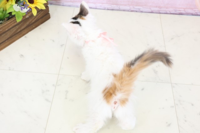 福岡県のメインクーン (Coo&RIKU行橋店/2025年11月22日生まれ/女の子/キャリコ)の子猫の4枚目の画像