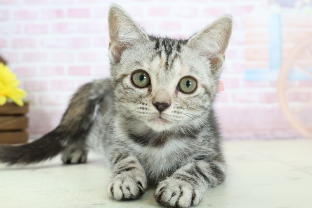 佐賀県のアメリカンショートヘアー (Coo&RIKU佐賀神埼店/2025年11月6日生まれ/女の子/ブラウンパッチドタビー)の子猫