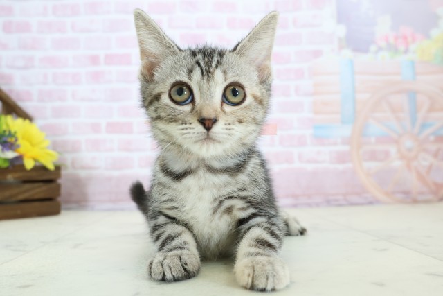 長崎県のアメリカンショートヘアー (Coo&RIKU長崎佐世保店/2025年11月6日生まれ/女の子/ブラウンパッチドタビー)の子猫の1枚目の画像