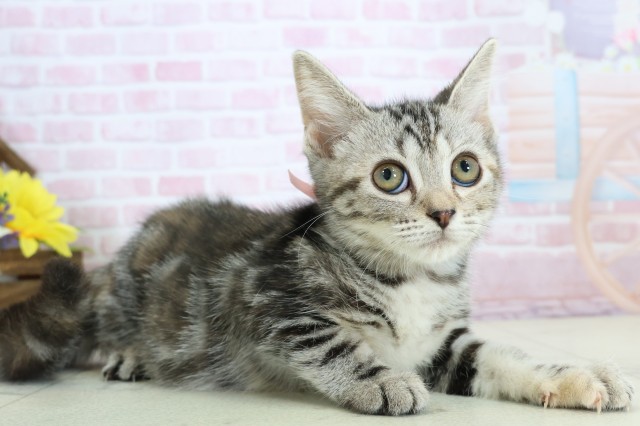 長崎県のアメリカンショートヘアー (Coo&RIKU長崎佐世保店/2025年11月6日生まれ/女の子/ブラウンパッチドタビー)の子猫の2枚目の画像