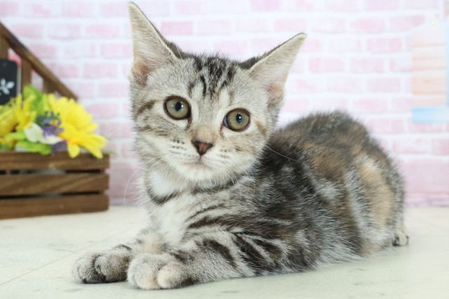 長崎県のアメリカンショートヘアー (Coo&RIKU長崎佐世保店/2025年11月6日生まれ/女の子/ブラウンパッチドタビー)の子猫の3枚目の画像