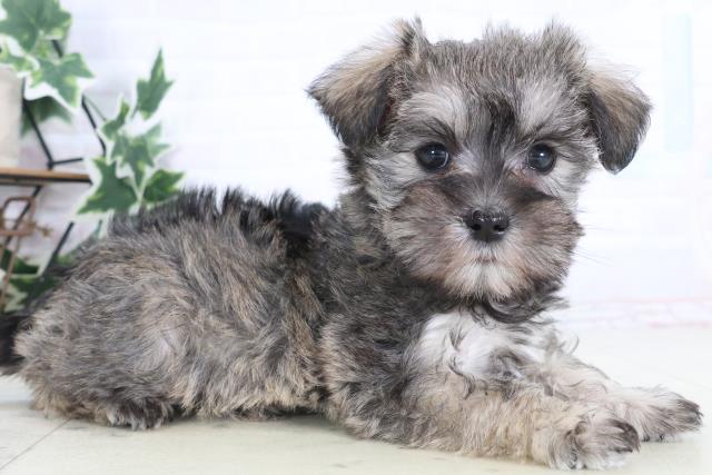 長野県のシュナマル/マルシュナ(シュナウザー×マルチーズ) (Coo&RIKU松本店/2025年12月13日生まれ/女の子/ソルトペッパー)の子犬の2枚目の画像