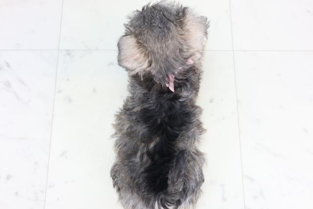 長野県のシュナマル/マルシュナ(シュナウザー×マルチーズ) (Coo&RIKU松本店/2025年12月13日生まれ/女の子/ソルトペッパー)の子犬の4枚目の画像